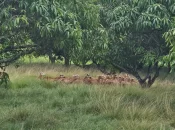 En Martinique, une bergerie sécurisée pour soulager les éleveurs et dynamiser la filière
