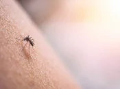 Chikungunya : désormais plus de 500 contaminations dans l'Hexagone en 2025, un niveau inédit