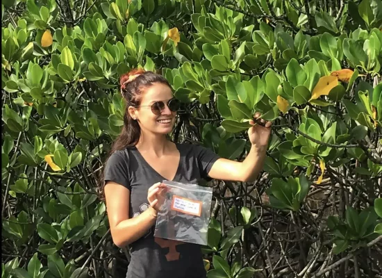 Mangroves : Les chercheurs de l’UNC Sarah Robin et Cyril Marchand ont collaboré dans une étude internationale révélant des différences dans le stockage du carbone bleu