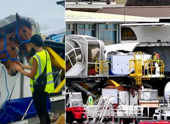 Une première en Polynésie : 24 chevaux et poneys livrés par avion