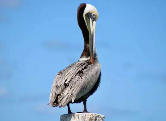 Biodiversité : En Guadeloupe, le nombre d'oiseaux tropicaux en chute libre