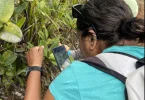 Nouvelle-Calédonie : Les espèces du territoire recensées dans le cadre du Grand Bioblitz du Sud