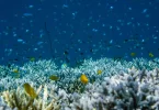 «Liste rouge» de l’UICN : plus d’un quart des espèces étudiées menacées d’extinction, 44% des espèces de coraux concernées