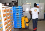 Filière melon aux Antilles : « Sans soutiens financiers, c’est toute la filière qui est menacée », l’organisation de producteurs Caraïbes Melonniers lance un cri d’alerte