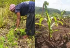 DOSSIER [5/5]. Mayotte post-Chido : « On n’a plus rien pour remplir la marmite », ces propriétaires de champ ont tout perdu