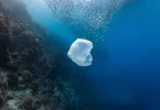 Le plastique, une "bombe à retardement" qui risque de modifier en profondeur les écosystèmes marins
