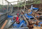 DOSSIER [1/5]. Mayotte post-Chido : Le combat quotidien continue pour les agriculteurs de l’île