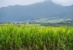 À La Réunion, la canne à sucre en perte de vitesse malgré un soutien public massif