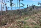 DOSSIER [2/5]. Mayotte post-Chido : Des noix polynésiennes pour reconstruire la cocoteraie