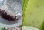 La Réunion : des centaines de moustiques stériles lâchés dans la nature pour lutter contre le chikungunya à Saint-Joseph