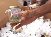 Agriculture : La Polynésie offre 1 200 vitro-plants de ‘uru (arbre à pain) à La Réunion