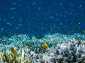 «Liste rouge» de l’UICN : plus d’un quart des espèces étudiées menacées d’extinction, 44% des espèces de coraux concernées