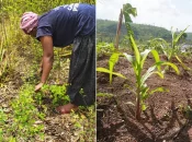 DOSSIER [5/5]. Mayotte post-Chido : « On n’a plus rien pour remplir la marmite », ces propriétaires de champ ont tout perdu