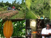 INTERVIEW. Les Outre-mer, terres d’expérimentation et de recherche passionnantes pour les 350 chercheurs et personnels du Cirad