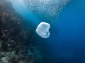 Le plastique, une "bombe à retardement" qui risque de modifier en profondeur les écosystèmes marins