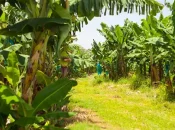 Martinique : Recherche sur la chlordécone, l’ANR fait le point à mi-parcours et prépare un nouvel appel à projets