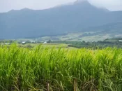 À La Réunion, la canne à sucre en perte de vitesse malgré un soutien public massif
