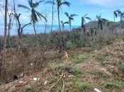 DOSSIER [2/5]. Mayotte post-Chido : Des noix polynésiennes pour reconstruire la cocoteraie