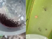 La Réunion : des centaines de moustiques stériles lâchés dans la nature pour lutter contre le chikungunya à Saint-Joseph