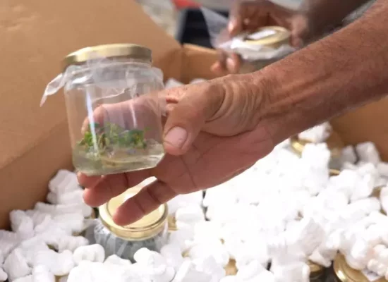 Agriculture : La Polynésie offre 1 200 vitro-plants de ‘uru (arbre à pain) à La Réunion
