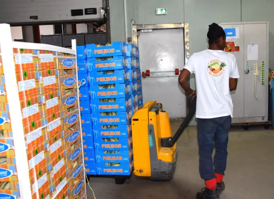 Filière melon aux Antilles : « Sans soutiens financiers, c’est toute la filière qui est menacée », l’organisation de producteurs Caraïbes Melonniers lance un cri d’alerte