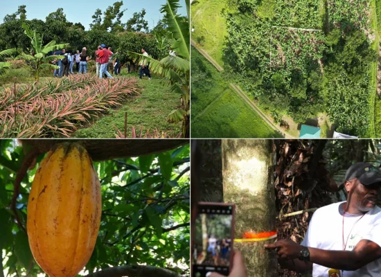 INTERVIEW. Les Outre-mer, terres d’expérimentation et de recherche passionnantes pour les 350 chercheurs et personnels du Cirad