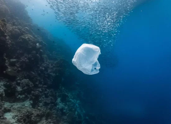 Le plastique, une "bombe à retardement" qui risque de modifier en profondeur les écosystèmes marins
