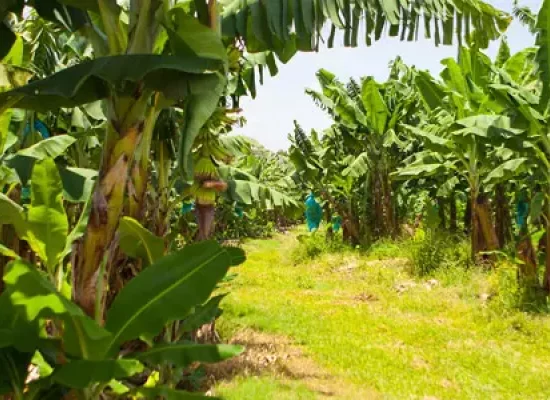 Martinique : Recherche sur la chlordécone, l’ANR fait le point à mi-parcours et prépare un nouvel appel à projets
