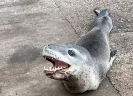 Habitué de l'Antarctique, un phoque-léopard observé en Polynésie