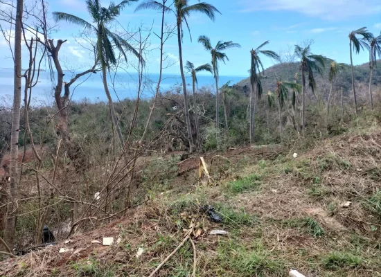 DOSSIER [2/5]. Mayotte post-Chido : Des noix polynésiennes pour reconstruire la cocoteraie