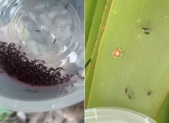 La Réunion : des centaines de moustiques stériles lâchés dans la nature pour lutter contre le chikungunya à Saint-Joseph