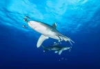 Biodiversité : Protection renforcée pour plus de 70 espèces de requins et de raies