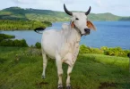 La vache martiniquaise Biguine, égérie brahmane du prochain Salon de l'agriculture 2026 dévoilée