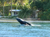 La Polynésie compte faire ralentir les bateaux pour protéger les baleines