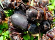 Nouvelle-Calédonie : Deux nouveaux spécimens de scarabée rhinocéros des cocotiers découverts à Lifou