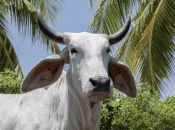 La vache martiniquaise Biguine, égérie brahmane du prochain Salon de l'agriculture 2026 dévoilée
