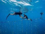 Polynésie : L’association Coral Gardeners distinguée par le Time Magazine et l’Ifremer
