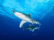 Biodiversité : Protection renforcée pour plus de 70 espèces de requins et de raies