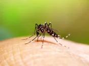 Dengue: 20 millions d'euros investis par l’Europe pour de nouveaux traitements