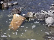 La Réunion : Contrôles renforcés sur la pêche aux bichiques, le "caviar pei"