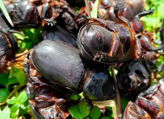 Nouvelle-Calédonie : Deux nouveaux spécimens de scarabée rhinocéros des cocotiers découverts à Lifou