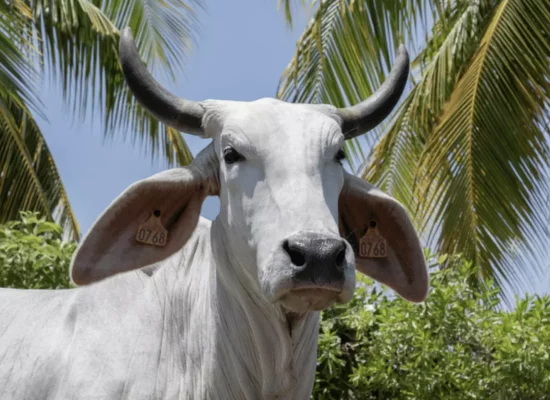 La vache martiniquaise Biguine, égérie brahmane du prochain Salon de l'agriculture 2026 dévoilée