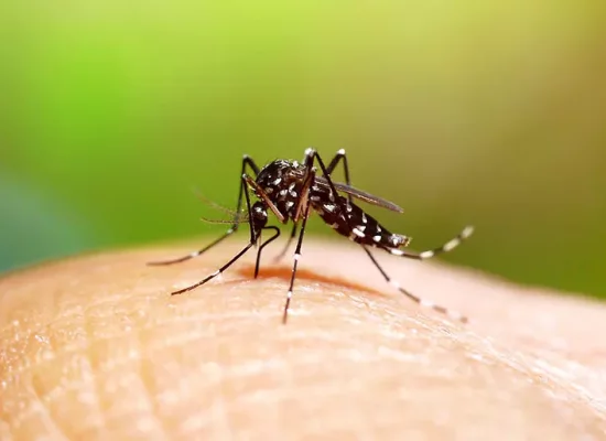 Dengue: 20 millions d'euros investis par l’Europe pour de nouveaux traitements