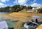 Martinique : Les autorités anticipent une intensification des échouements de sargasses en début d’année 2026