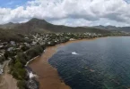 En Martinique, 2025, une année record d’échouements de sargasses selon Météo-France