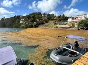 Martinique : Les autorités anticipent une intensification des échouements de sargasses en début d’année 2026