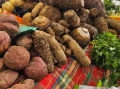 Chlordécone : En Guadeloupe, des contrôles renforcés pour garantir la sécurité sanitaire