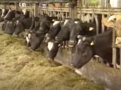 Dermatose nodulaire : « L’exemple réunionnais est un exemple à suivre » pour l’Hexagone, défend la Confédération paysanne