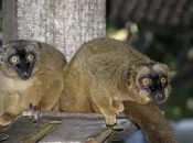 Biodiversité : Erosions des récifs, espèces menacées et pressions humaines croissantes placent Mayotte au coeur d'une crise écologique régionale