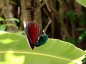 Biodiversité en Polynésie : À Ua Huka, une association lutte pour préserver la perruche bleue, espèce endémique